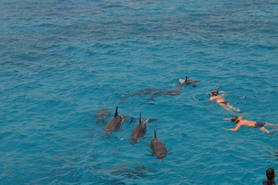 dolphin-house-hurghada-snorkeling.jpg