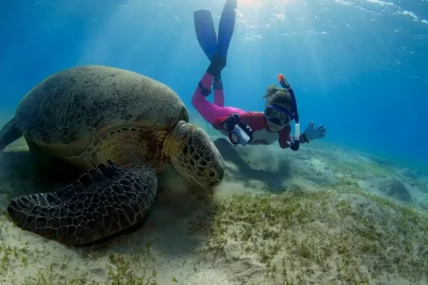 Abu Dabbab Bay Turtle Bay Snorkeling – 7 Hours