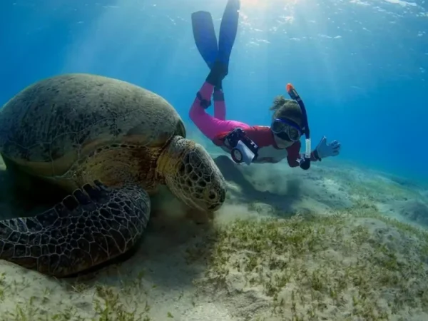 Abu Dabbab Bay Turtle Bay Snorkeling – 7 Hours