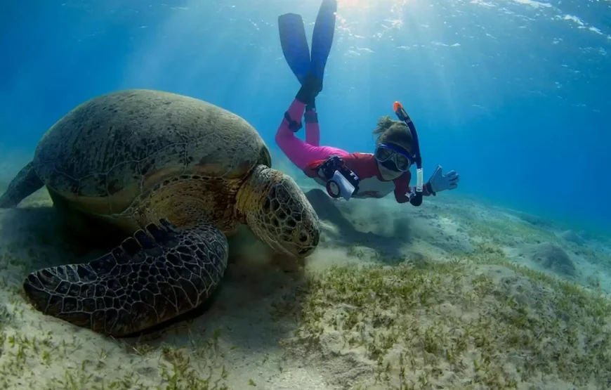 Abu Dabbab Bay Turtle Bay Snorkeling